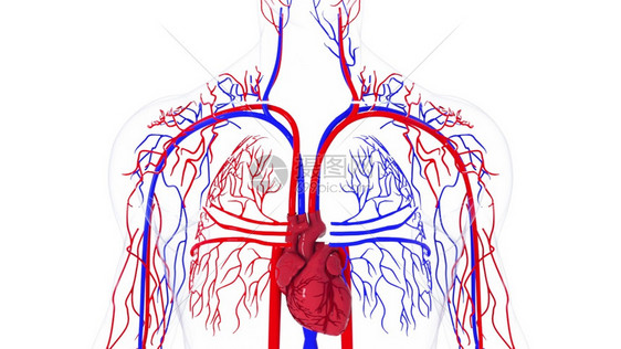 人体循环系统从头到脚的旋转模型3D产生血管医疗背景计算机生成人类循环系统旋转模型图片