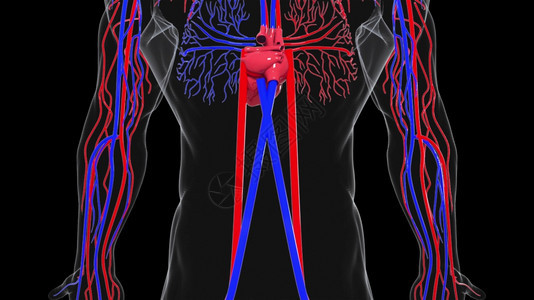 人体循环系统从头到脚的旋转模型3D产生血管医疗背景计算机生成人类循环系统旋转模型图片
