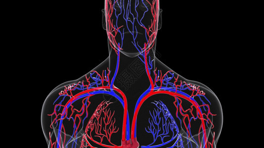 人体循环系统从头到脚的旋转模型3D产生血管医疗背景计算机生成人类循环系统旋转模型图片