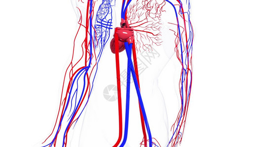 人体循环系统从头到脚的旋转模型3D产生血管医疗背景计算机生成人类循环系统旋转模型图片