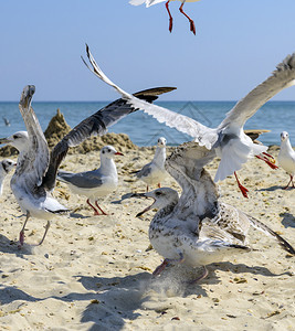 夏天阳光明媚的日子里海滩上的鸥群乌克罗亚黑海图片