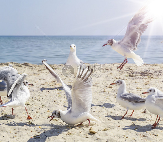 乌克兰Lazurnoe村夏季阳光明媚的日子里海滩上鸥图片