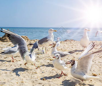 黑海附近沙滩上的白鸥群夏季一天乌克兰Lazurne村Jaylgach岛图片