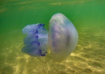 黑海水下浮母夏季日背景图片