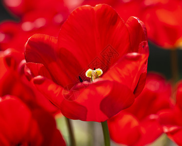 红郁金香花朵生红郁金黄宏图片