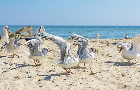 夏天阳光明媚的日子里海滩上的鸥群乌克罗亚黑海图片