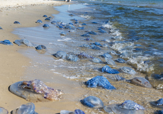 一个夏天乌克兰铁港村的黑海岸边有许多死活的水母图片
