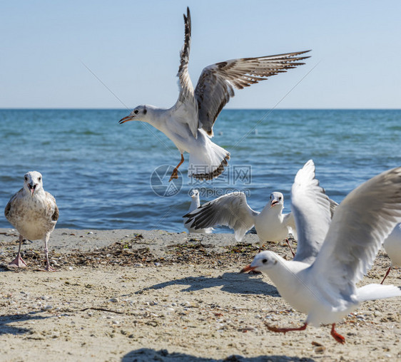 乌克兰铁港村一群白鸥在一个夏日的黑海岸边飞翔图片