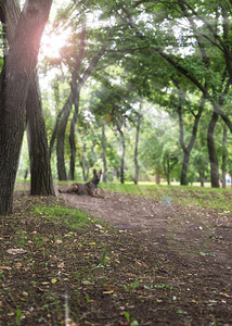 乌克兰赫尔森市公园的绿树和阳光图片