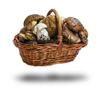 以白色背景隔绝的柳树棕色篮子中的苏利勒斯蘑菇和博莱特菜豆图片
