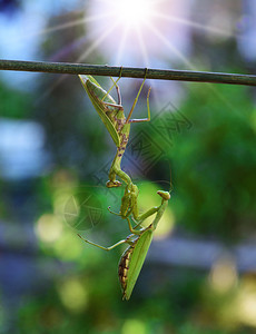 一只绿蚂蚁把另昆虫吊在树枝上关图片