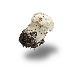 长根和薄荷蘑菇的青新白底隔离图片