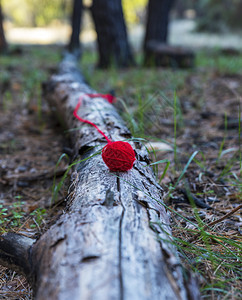 红羊毛球落在秋林的树干上有选择的焦点图片
