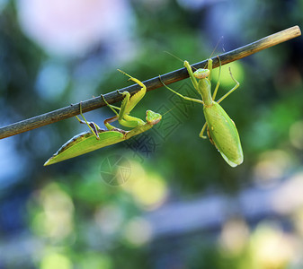 沿着树枝爬上两只绿色的祈祷巨型蚂蚁关闭图片