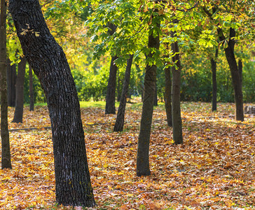 秋天的公园树林和黄叶日落图片