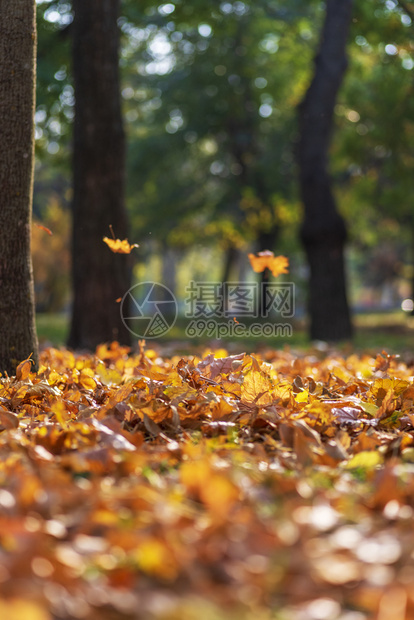 秋市公园的风景地面上有树木和干黄叶有选择地聚焦晚上图片