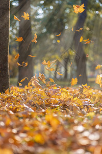 秋天下午黄色的树叶在阳光照耀的下落选择地聚焦图片