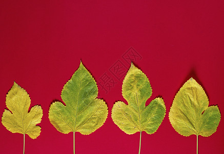 红色背景上的黄莓树叶关闭复制空间图片