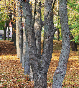 秋天公园树林和黄叶落秋天图片