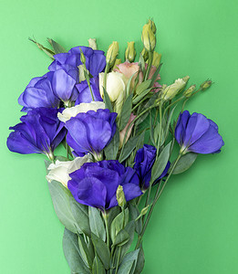 桔梗花图片 桔梗花素材 桔梗花高清图片 摄图网图片下载