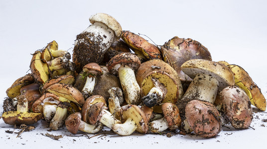 白色背景的新鲜可食用森林蘑菇苏利勒斯润滑油和布利特斯润滑油图片