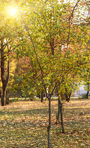 晚上在日光照耀的阳下有树木和黄色叶子的城市公园乌克兰图片