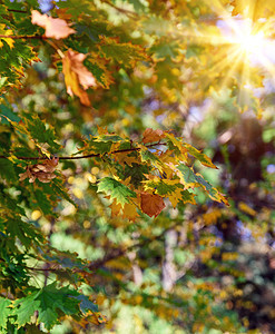 秋天下午带黄绿叶的树枝图片