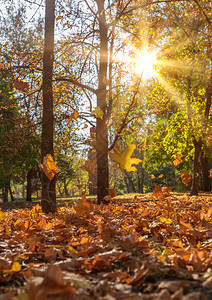 秋市公园晚上在日光照耀的阳下有树木和黄叶乌克兰图片