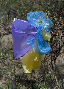 在夏日绿林的背景下挂在松树枝上的许多彩色塑料袋环境污染的概念图片