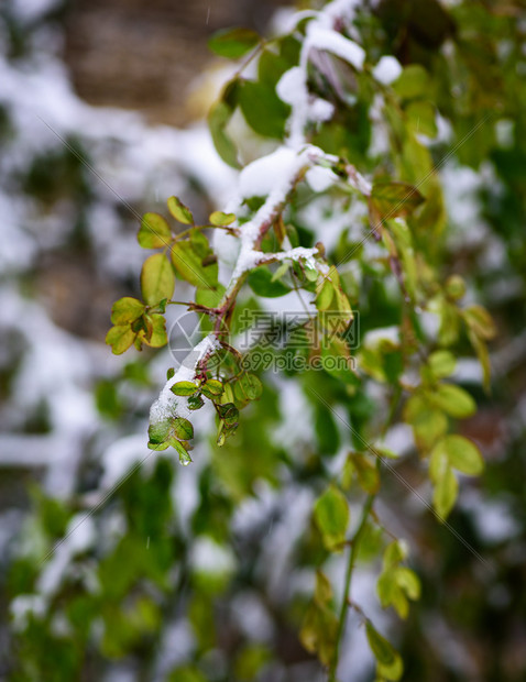 玫瑰枝的叶有绿色子上面有一层雪是冬日图片