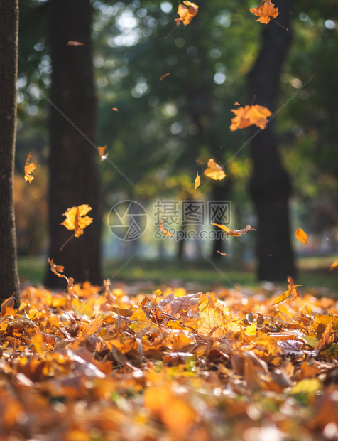 秋天市公园的风景地面上有树木和干黄叶图片