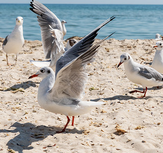 夏天阳光明媚的日子里海滩上的鸥群乌克罗亚黑海图片