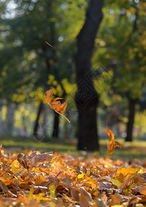 秋天市公园的风景地面上有树木和干黄叶图片