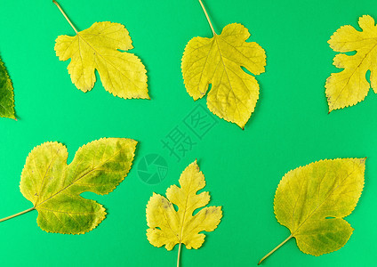 绿色背景的黄柳树叶和绿色草莓树叶图片