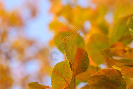 秋天CotinusCoggygria的橙叶和黄色子关闭有选择地聚焦图片