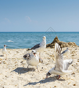 夏天阳光明媚的日子里海滩上的鸥群乌克罗亚黑海图片