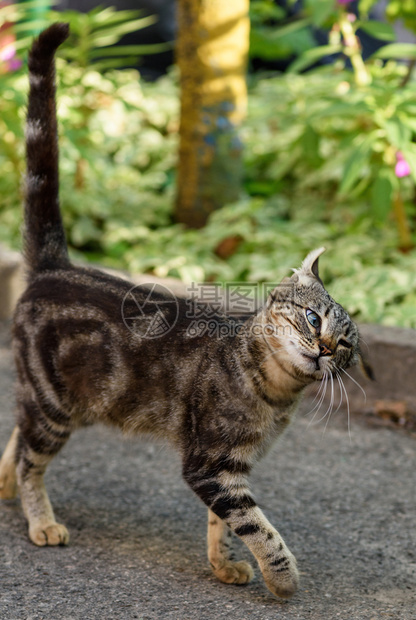 夏日带着笑脸的条纹猫在街上走来去图片