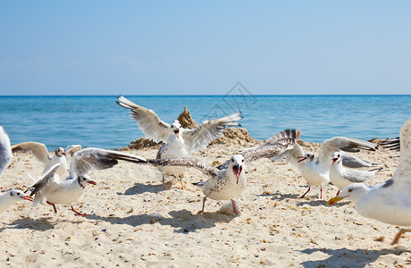 夏天阳光明媚的日子里海滩上的鸥群乌克罗亚黑海图片