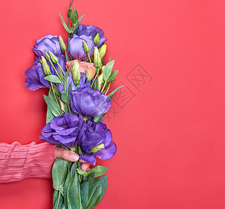 穿着粉红色毛衣的女手拿着一朵花的分枝乌斯托玛利西安图红底的蓝芽复制空间图片