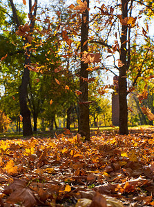 秋市公园地面上有树木和干黄叶图片