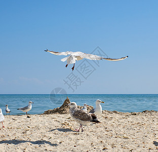 夏天阳光明媚的日子里海滩上的鸥群乌克兰图片