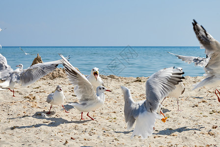 夏天阳光明媚的日子里海滩上的鸥群乌克罗亚黑海图片