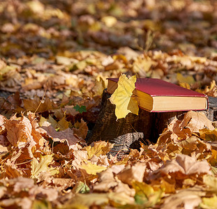 黄色的绿叶和一本在秋季公园背景上印有红色封面的闭书图片
