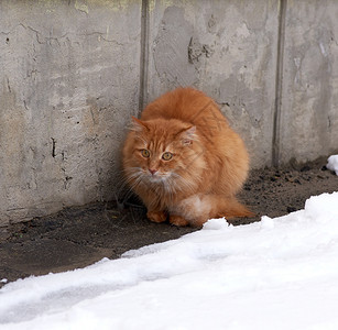 红毛猫在街上雪中坐着冻图片