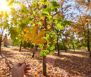 秋天公园背景中女手的红黄树叶图片
