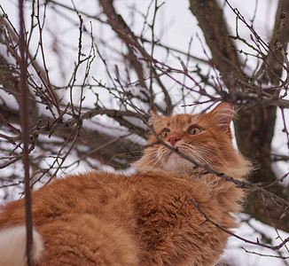 大红猫在冬天坐树枝上底观图片