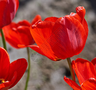 红色郁金香的鲜花芽关闭图片