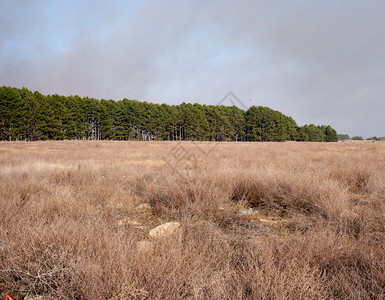 乌克兰干草大原地区在松林的距离远处图片