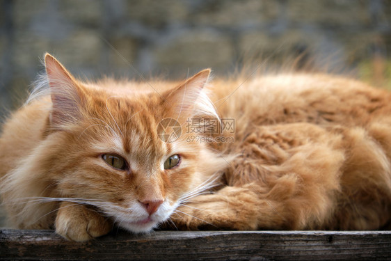 红猫睡在木表面关上图片