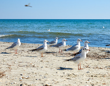 乌克兰黑海沙滩上的白鸥图片